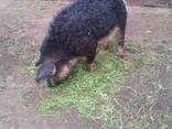 Поросята венгерской мангалицы - фото 1