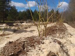 Посадка голубики , клюквы под ключ