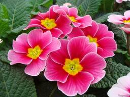 Примула оптом к 8 Марта 2026г