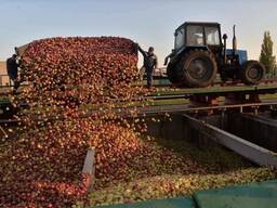 Принимаем яблоки для переработки.
