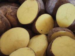 Продадим картофель из Польши.