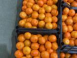 Продаем мандарины из Италии. - фото 1