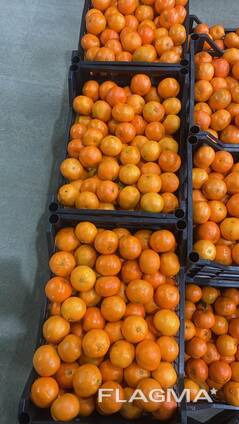 Продаем мандарины из Италии.