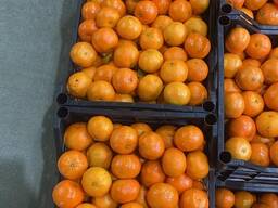 Продаем мандарины из Италии.