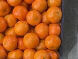 Продаем мандарины из Италии. - фото 3