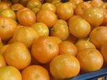 Продаем мандарины из Италии. - фото 4