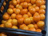 Продаем мандарины из Италии. - фото 7
