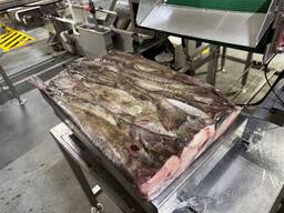 Продается Филе Трески и головы ДВ !