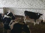 Продается молодняк КРС до 100 кг и до 150кг - фото 1