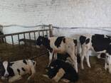 Продается молодняк КРС до 100 кг и до 150кг - фото 2
