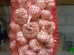 Продается отборный чеснок собственного урожая