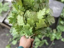 Продам дуб веники оптом много очень хорошего качество