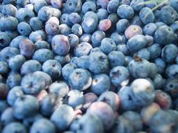 Пюре из голубики (полуфабрикат) асептического консервирования