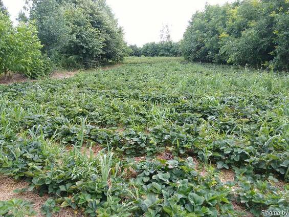 Продам хутор для агробизнеса.
