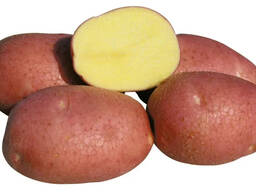 Продам картофель