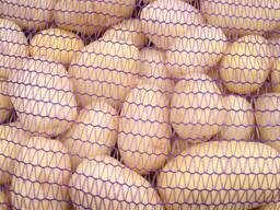 Продам картофель МЫТЫЙ продовольственный из Беларуси