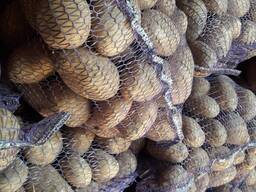 Продам картофель продовольственный из Беларуси