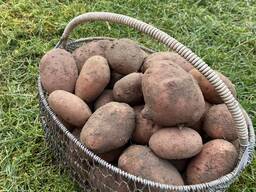 Продам картофель урожая 2023 года сорт Вектор