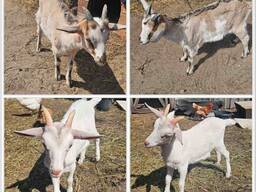 Продам козочку и козликов