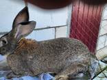 Продам кроликов разных возрастов - фото 1