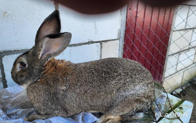 Продам кроликов разных возрастов