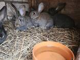 Продам кроликов разных возрастов - фото 7