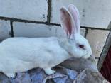 Продам кроликов разных возрастов - фото 9