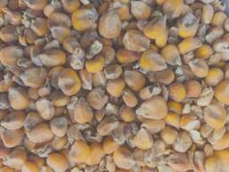 Продам кукурузу