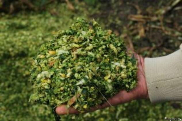 Продам кукурузу,овес, тритикале, силос, сенаж