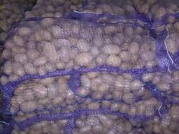 Продам оптом картофель, свеклу