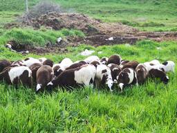 Продам овец