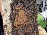 Продам пасеку - фото 2