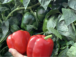Продам перец сладкий кубовидный , сорт Амарок, грунтовой