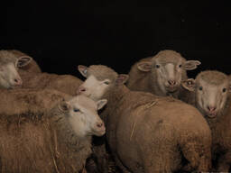 Продам племенных овец разных возрастов (цена договорная)