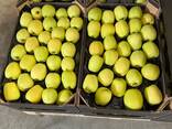Продам польские яблоки. - фото 3