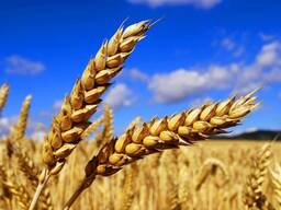 Продам пшеницу