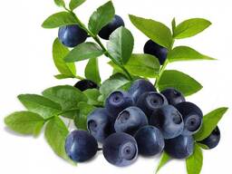 Продам пюре из черники консервированное асептическим способом.