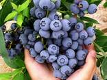 Голубика саженцы. Сорт Бонус. 2-х летние. - фото 1