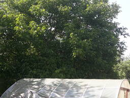 Продам саженцы желтой малины и грецкого ореха