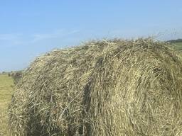 Продам сено