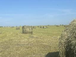 Продам сено в рулонах