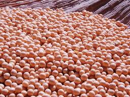 Продам соевые бобы, 1250 руб. /т есть 100 тонн. Протеин 28.