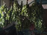 Продам свежие березовые веники для бани 100шт. 2026г - фото 2