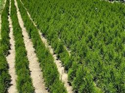 Купить тую в питомнике доставка по РБ