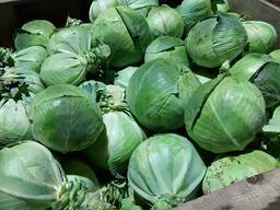 Продам в Гомеле урожая 2025г овощи, лук отборный капуста б. к, свёкла столовая , морковь,