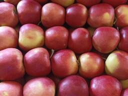 Продам яблоки, Черный принц