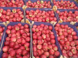 Продам яблоки из Молдавии