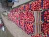 Продам яблоки из Молдавии - фото 1