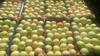 Продам яблоки из Молдавии - фото 2