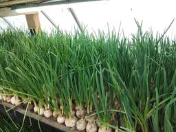 Продам зелёный лук